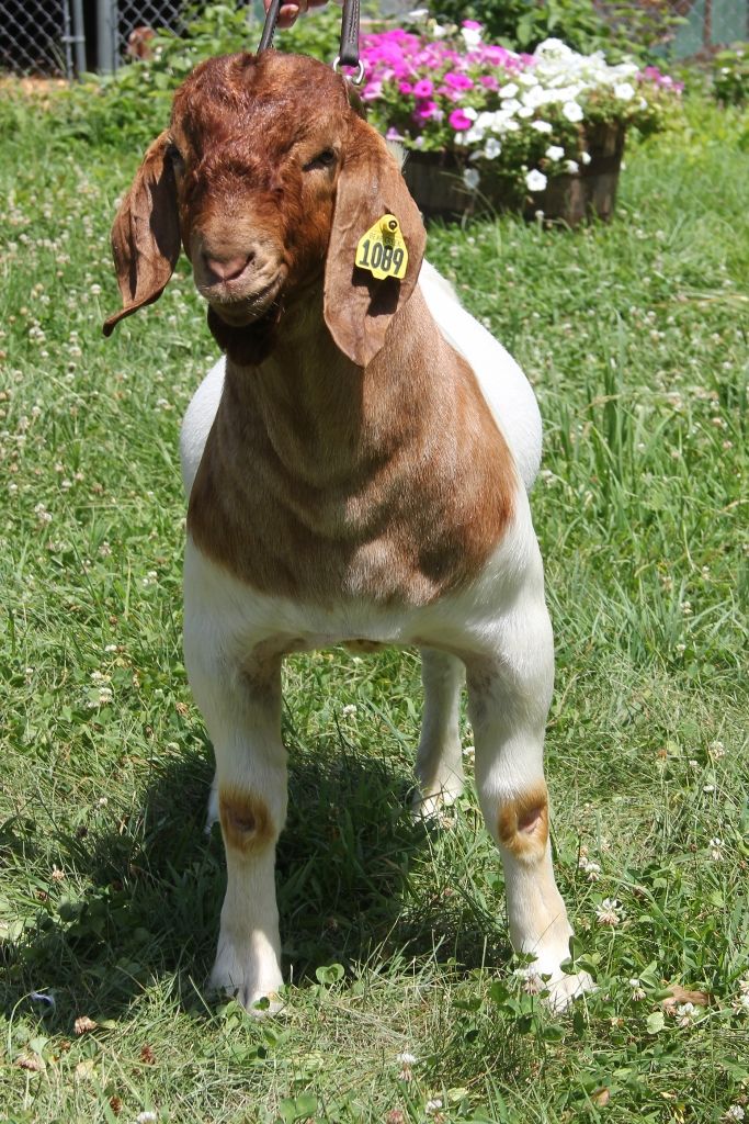 Boer Goats For Sale in Missouri from Bear Creek Boers