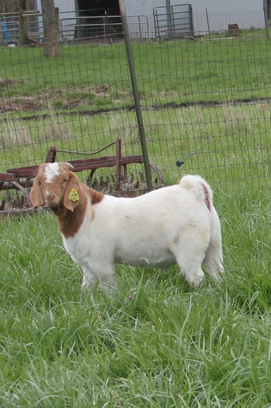 Boer Goat Bucks For Sale in Missouri from Bear Creek Boers