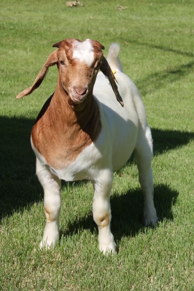 Boer Goats For Sale in Missouri from Bear Creek Boers