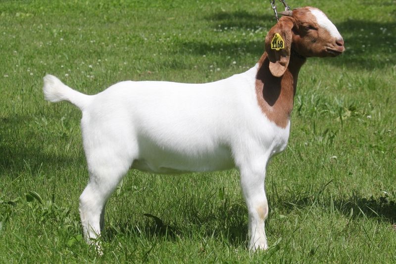 Boer Goat Does For Sale in Missouri from Bear Creek Boers
