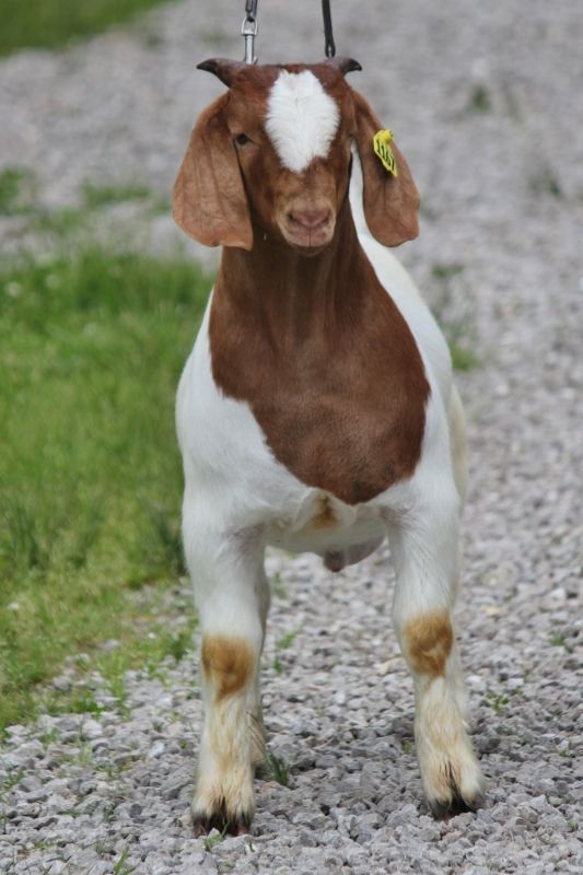 Boer Goat Bucks For Sale in Missouri from Bear Creek Boers