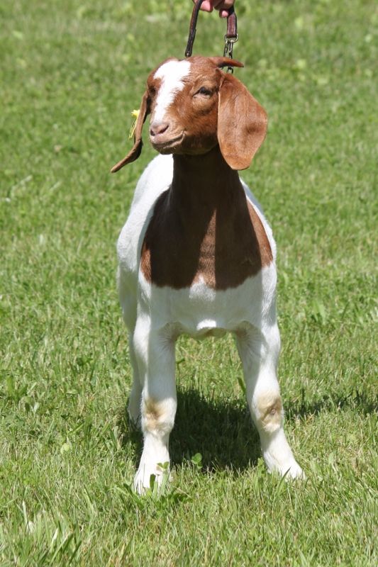 Boer Goat Does For Sale in Missouri from Bear Creek Boers